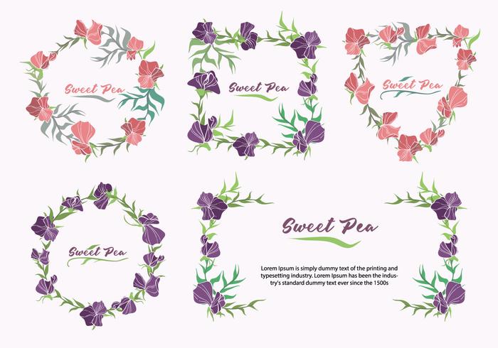 Sweet Pea Flower Frame Collection Vector Illustration
