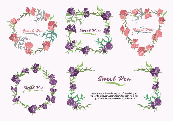 Sweet Pea Flower Frame Collection Vector Illustration