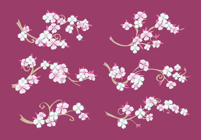 Set of Dogwood Flowers on Maroon Background vector