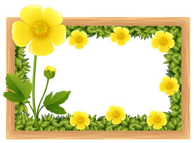 Yellow buttercup flowers as frame design vector